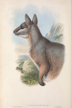 Load image into Gallery viewer, Undadorned Rock-wallaby