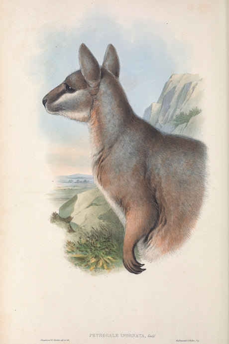 Undadorned Rock-wallaby