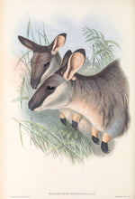 Load image into Gallery viewer, Western brush wallaby