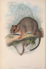 Load image into Gallery viewer, Ringtail Possum