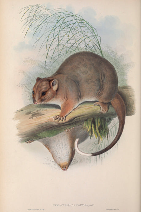 Ringtail Possum