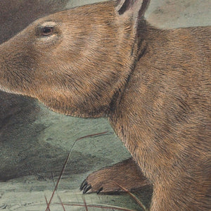 Southern Hairy-Nosed Wombat