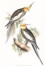 Load image into Gallery viewer, Cockatiel (Nymphicus hollandicus)