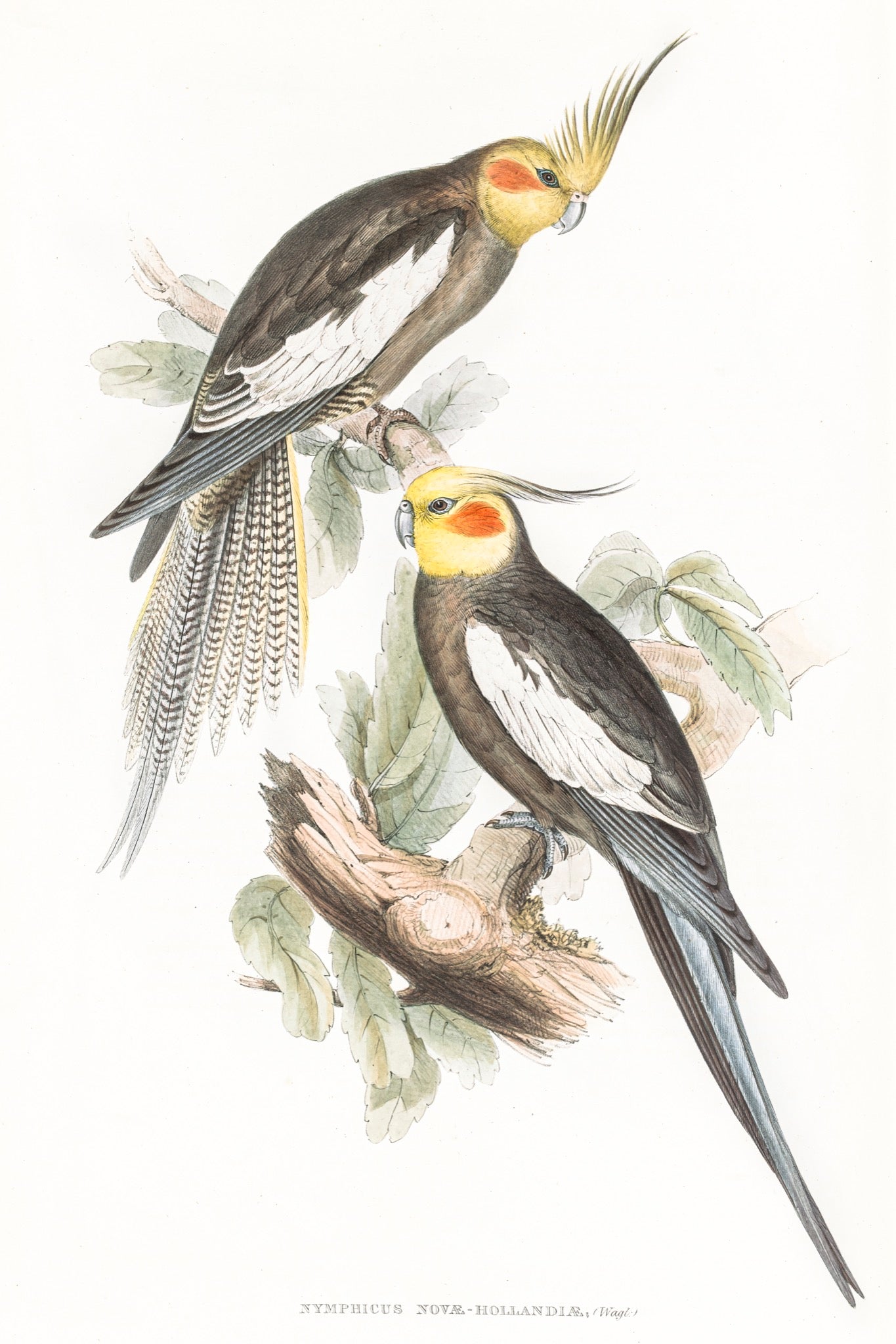 Cockatiel (Nymphicus hollandicus)