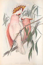 Load image into Gallery viewer, Major Mitchell&#39;s Cockatoo (Lophochroa leadbeateri)