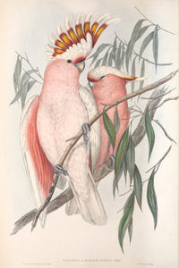 Major Mitchell's Cockatoo (Lophochroa leadbeateri)