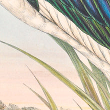 Load image into Gallery viewer, Australian Jabiru or Black-Necked Stork (Ephippiorhynchus asiaticus), 1848