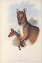 Load image into Gallery viewer, Red-legged Pademelon