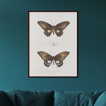 Load image into Gallery viewer, Butterflies