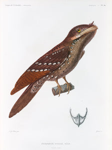 Marbled Frogmouth