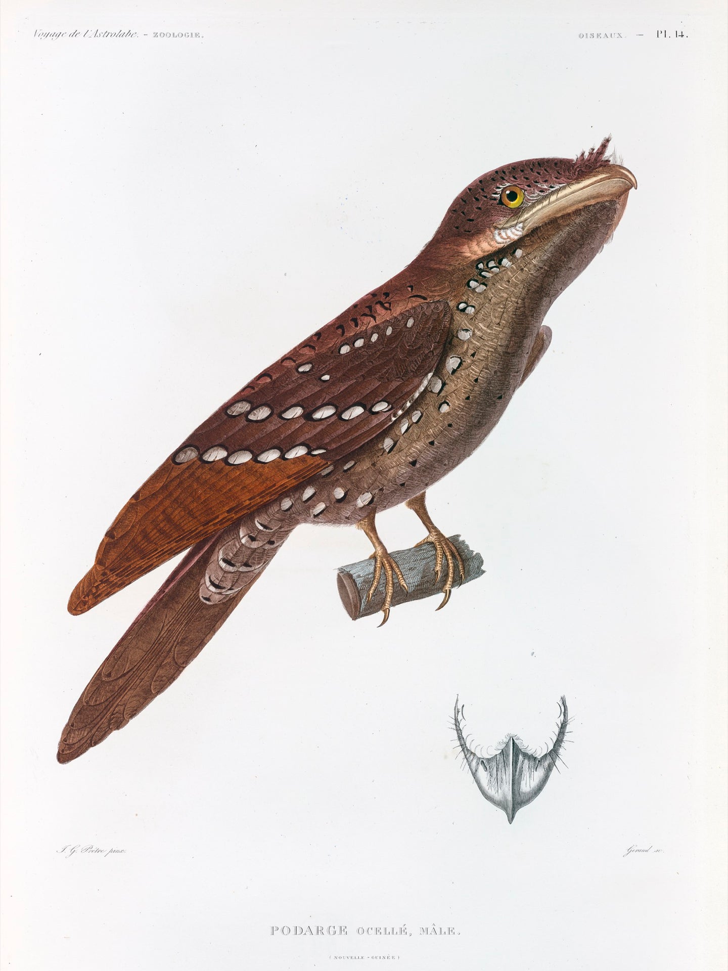 Marbled Frogmouth