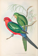 Load image into Gallery viewer, King Parrot (Alisterus scapularis)