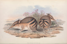 Load image into Gallery viewer, Western Barred Bandicoot