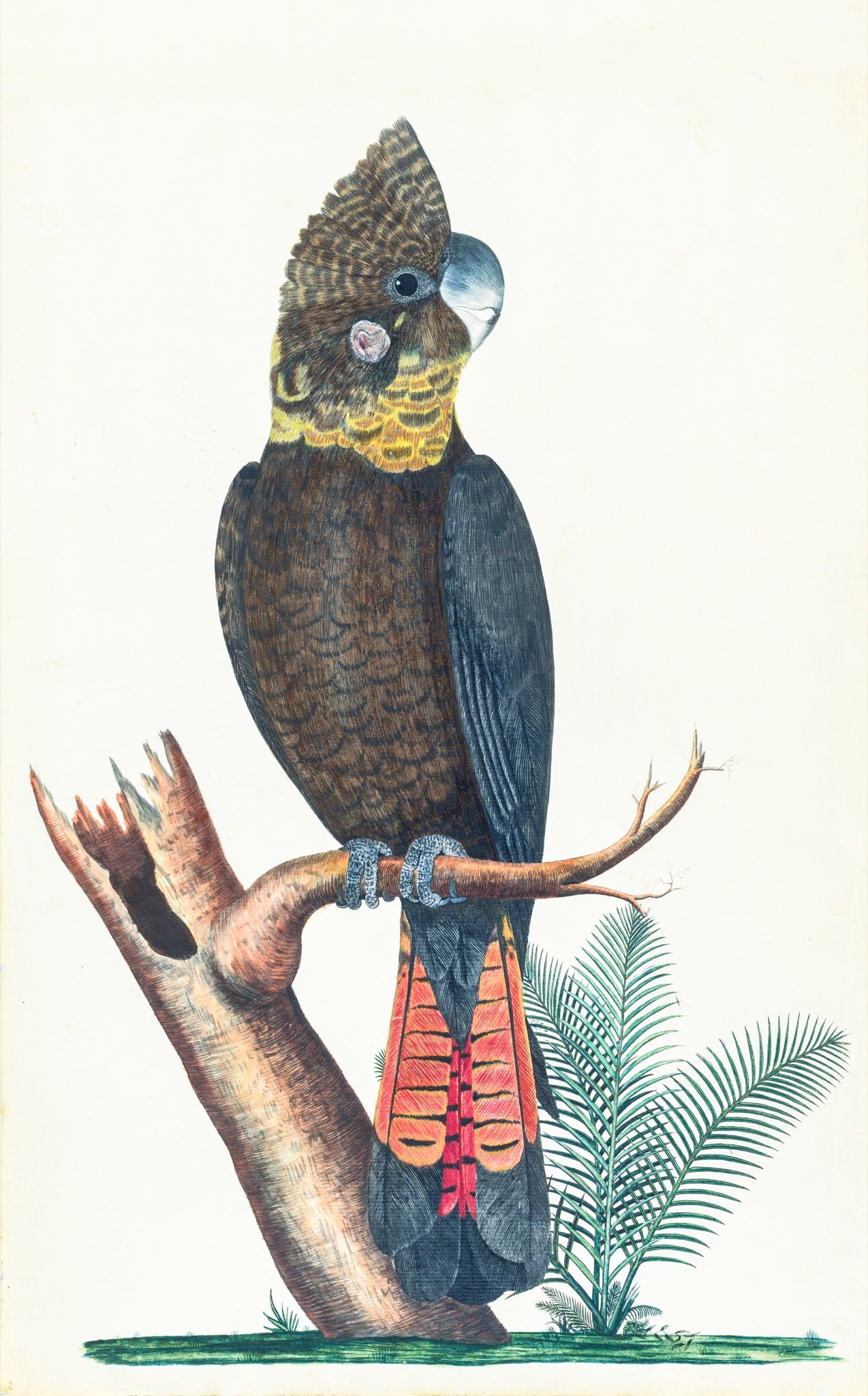Glossy Black Cockatoo (Calyptorhynchus lathami)