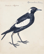 Load image into Gallery viewer, Magpie