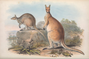 Antilopine kangaroo