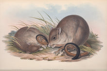 Load image into Gallery viewer, Woylie, or Brush-tailed Bettong