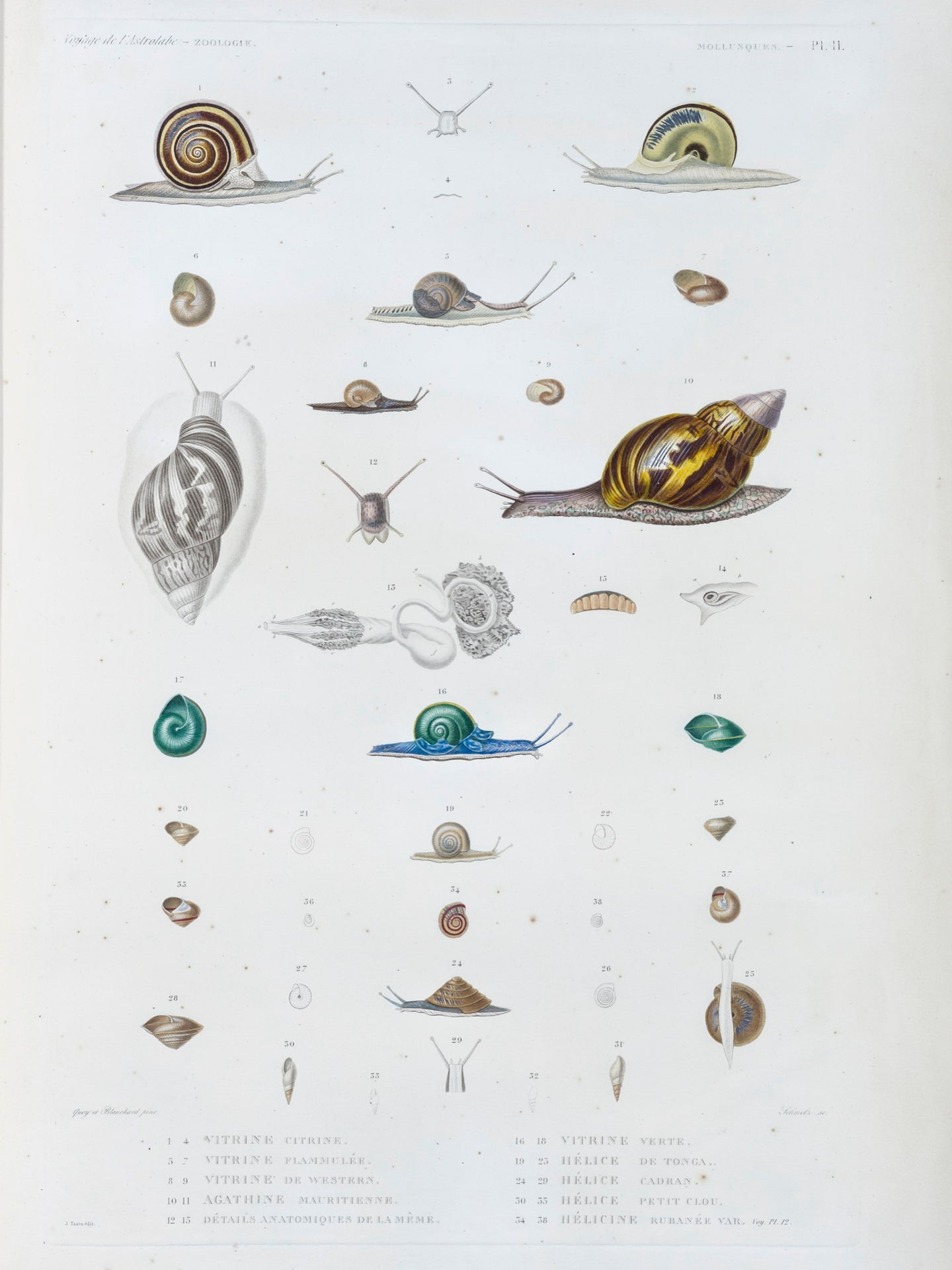 Molluscs