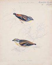 Load image into Gallery viewer, Spotted Pardalote