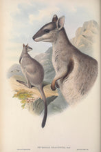 Load image into Gallery viewer, Short-eared Rock-wallaby