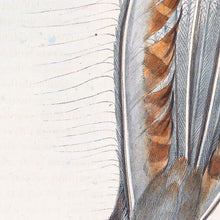 Load image into Gallery viewer, Superb Lyrebird (Menura novaehollandiae)