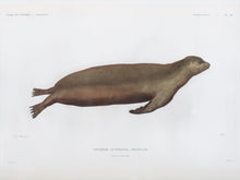 Load image into Gallery viewer, Sea Lion (female)