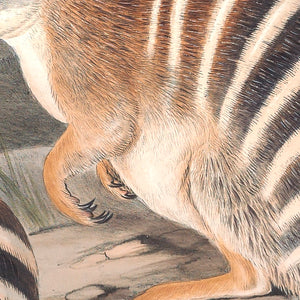 Numbat