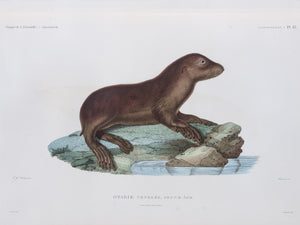 Sea Lion (juvenile)