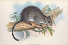 Load image into Gallery viewer, Black-footed Tree-rat