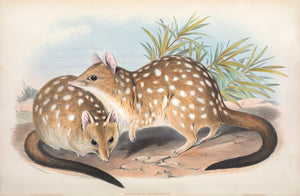 Western Quoll