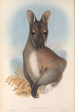 Load image into Gallery viewer, Red-necked wallaby or Bennett&#39;s wallaby