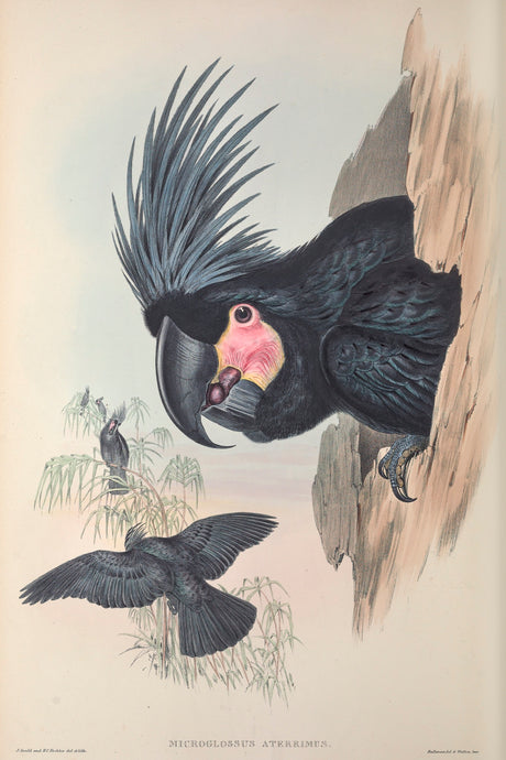 Palm Cockatoo (Probosciger aterrimus) also known as the Goliath Cockatoo or Great Black Cockatoo