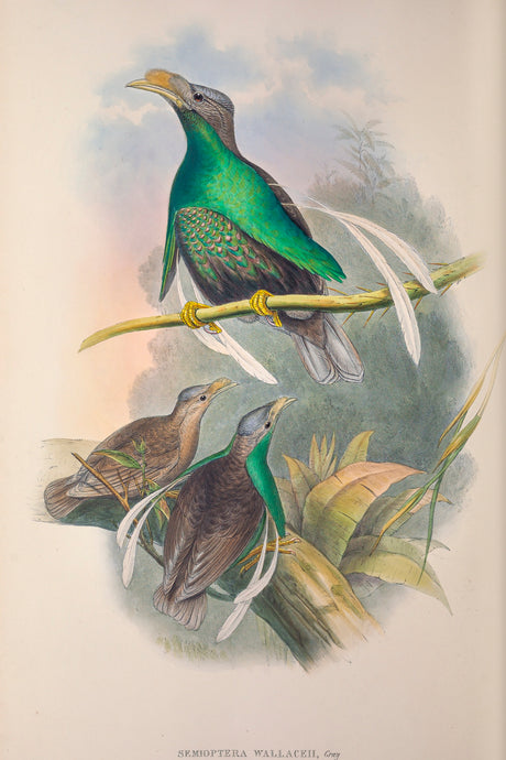 The Standardwing Bird-of-paradise (Semioptera wallacii) also known as Wallace's Standardwing, Eastern Indonesia