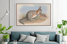 Load image into Gallery viewer, Crescent nail-tail wallaby