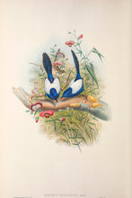 Load image into Gallery viewer, White-winged Fairy Wren (Malurus leuconotus), west and inland Australia