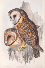 Load image into Gallery viewer, Tasmanian Masked Owl (Tyto novaehollandiae castanops)