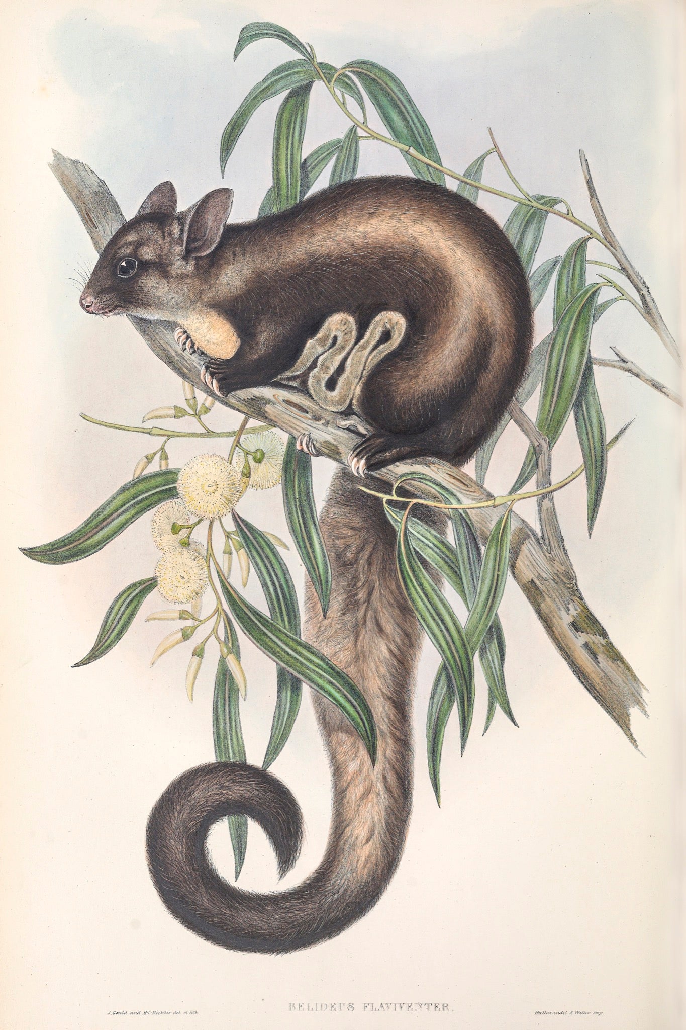 Yellow-bellied Glider (Petaurus australis)