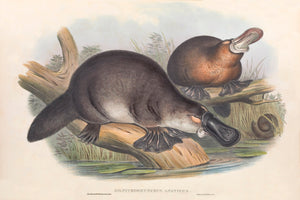 Platypus