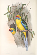 Load image into Gallery viewer, Green or Tasmanian Rosella (Platycercus caledonicus)