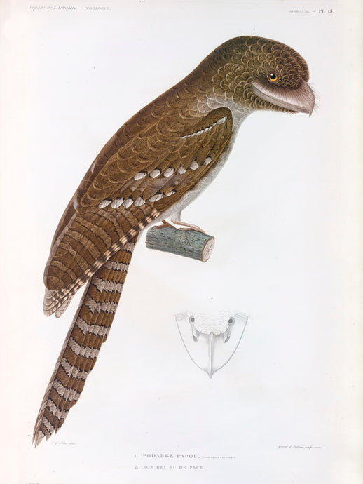 The Papuan Frogmouth