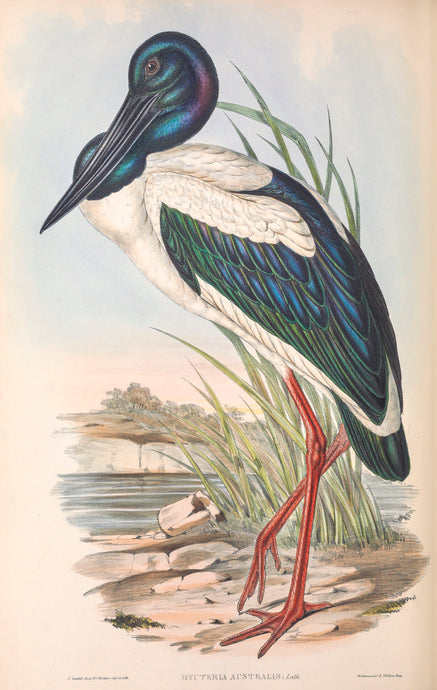 Australian Jabiru or Black-Necked Stork (Ephippiorhynchus asiaticus), 1848