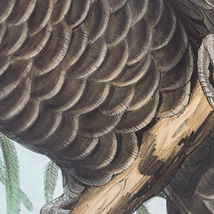 Baudin’s Black Cockatoo (Calyptorhynchus baudinii), or Long-billed Black Cockatoo, 1848