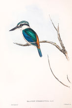 Load image into Gallery viewer, Red-backed kingfisher (Todiramphus pyrrhopygius)