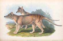 Load image into Gallery viewer, Tasmanian Tiger - Thylacine