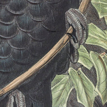 Load image into Gallery viewer, Forest Red-tail Black Cockatoo, or Karrak (Calyptorhynchus banksii naso)