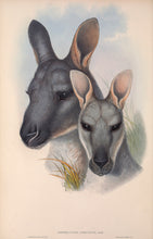 Load image into Gallery viewer, Wallaroo - Head of a Male and a Female