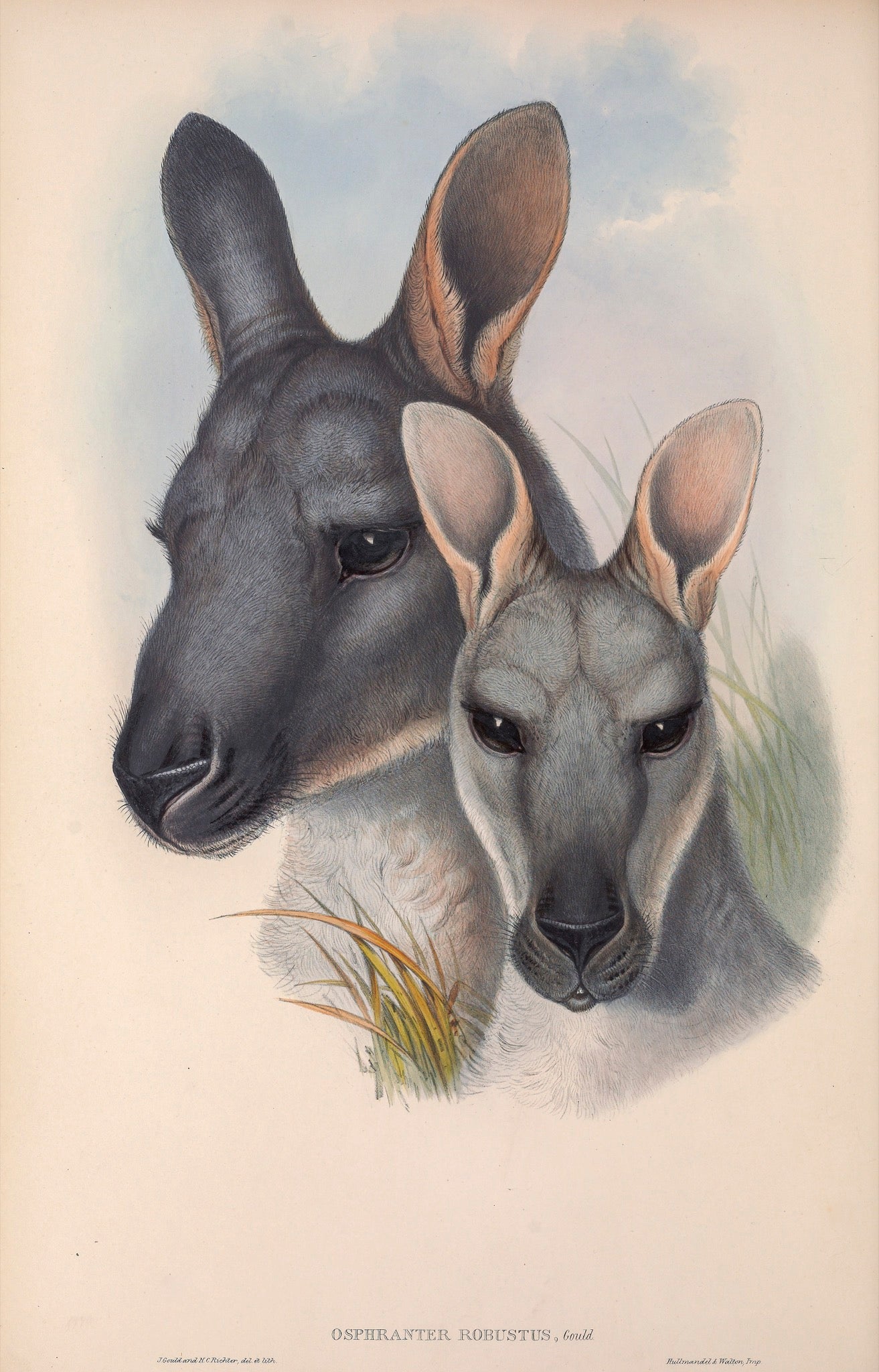 Wallaroo - Head of a Male and a Female