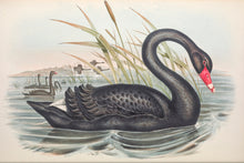 Load image into Gallery viewer, Black Swan (Cygnus atratus), 1848