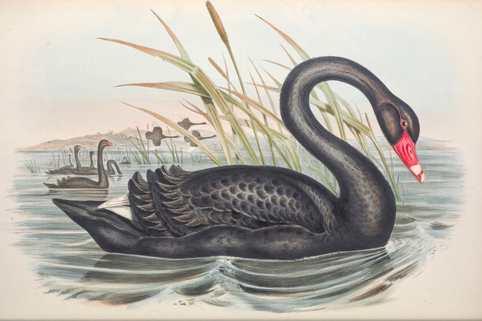 Black Swan (Cygnus atratus), 1848