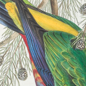 Red-capped Parrot (Purpureicephalus spurius)